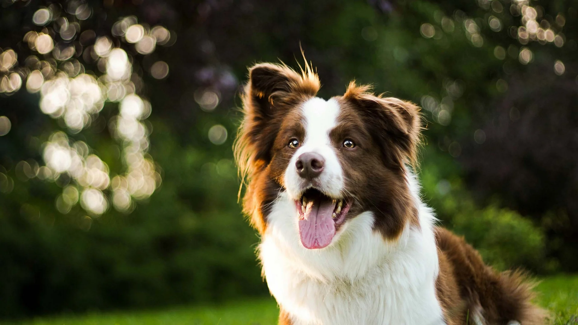Ihr hundefreundliches Hotel in Tirol am Achensee Ihr hundefreundliches Hotel in Tirol am Achensee