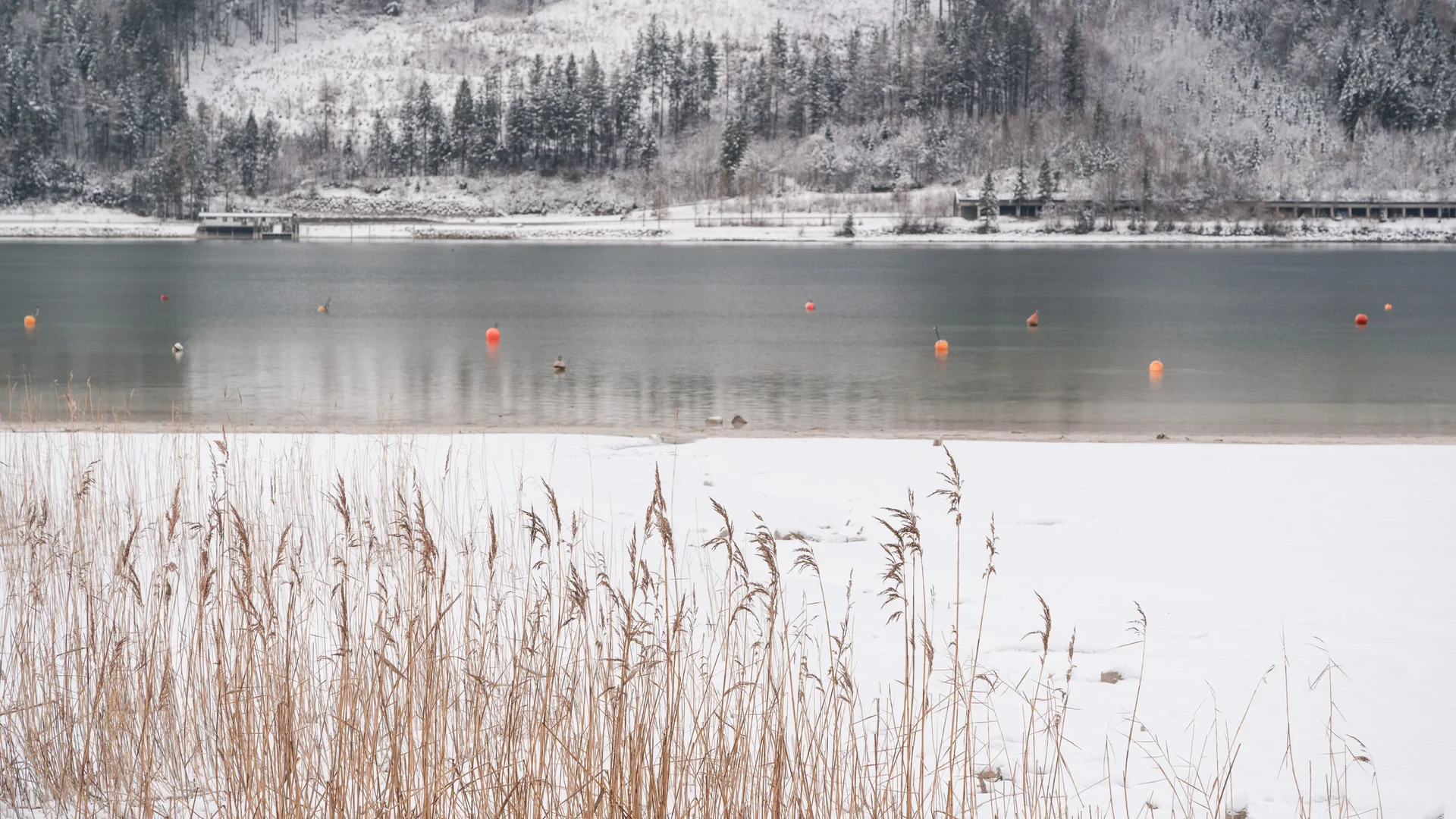 Holiday at a family spa hotel in Austria Snow-covered lake with dry reed plants and mountains in the background