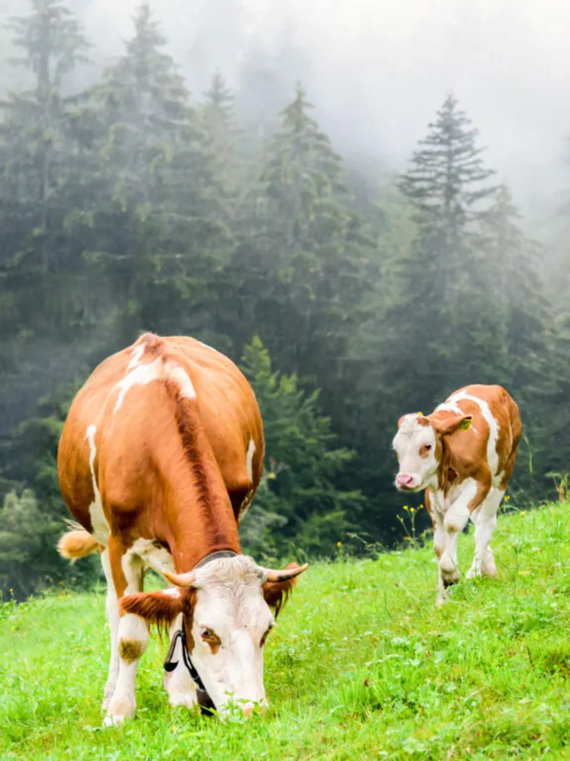 Kuh und Kalb grasen auf grüner Wiese vor nebligem Wald