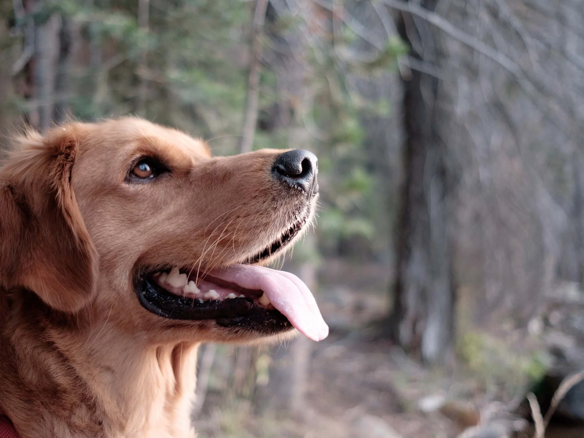 Ihr hundefreundliches Hotel in Tirol am Achensee Ihr hundefreundliches Hotel in Tirol am Achensee
