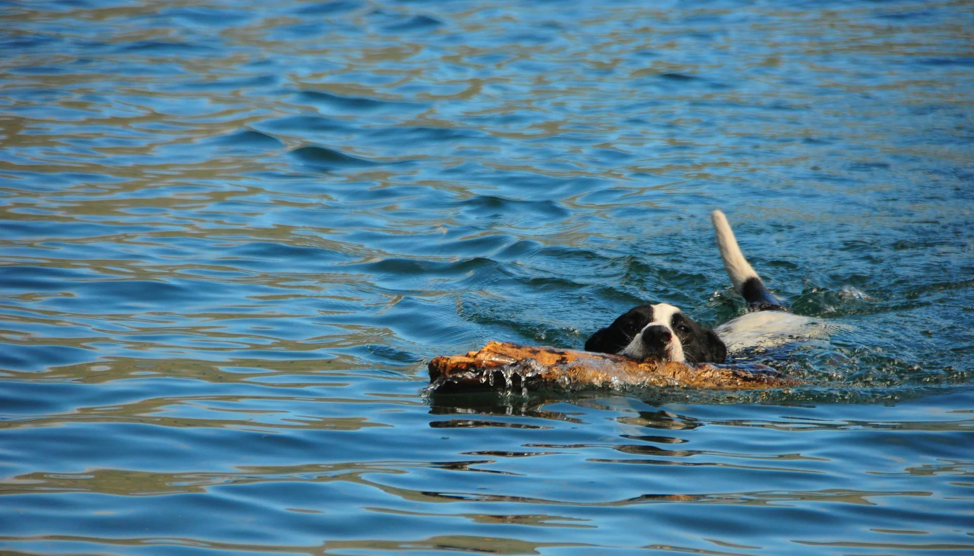 Ihr hundefreundliches Hotel in Tirol am Achensee Ihr hundefreundliches Hotel in Tirol am Achensee